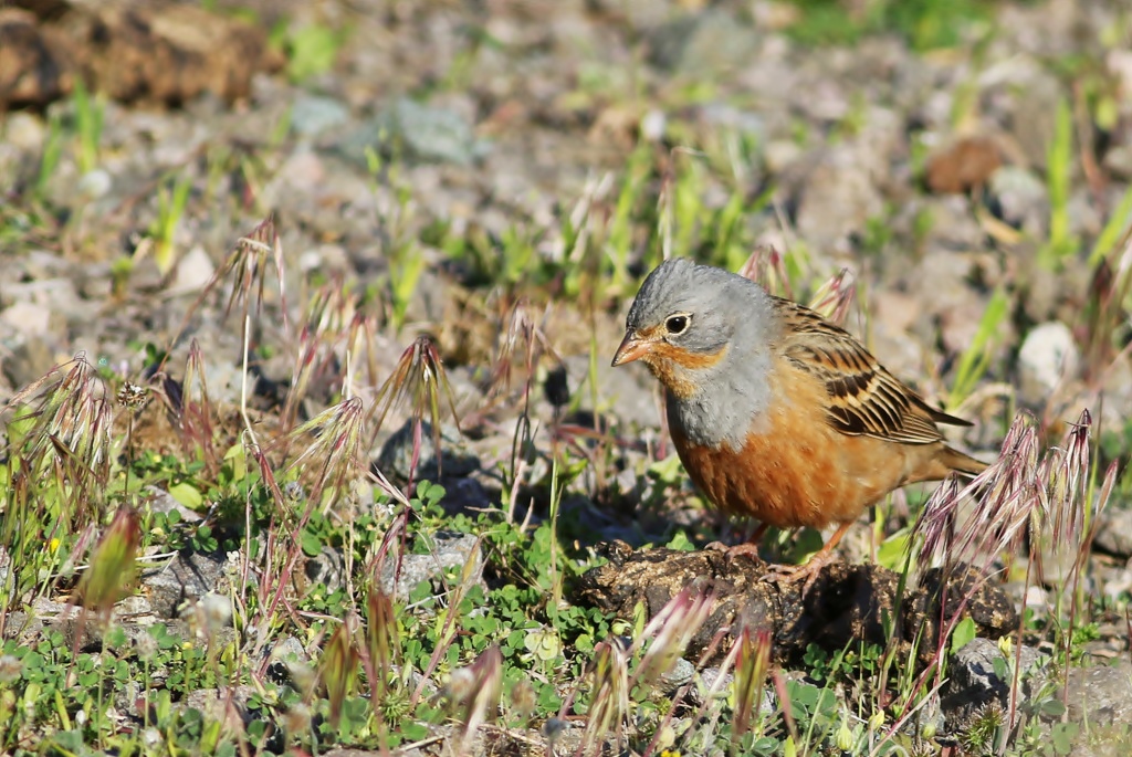 Cretzschmar`s Bunting