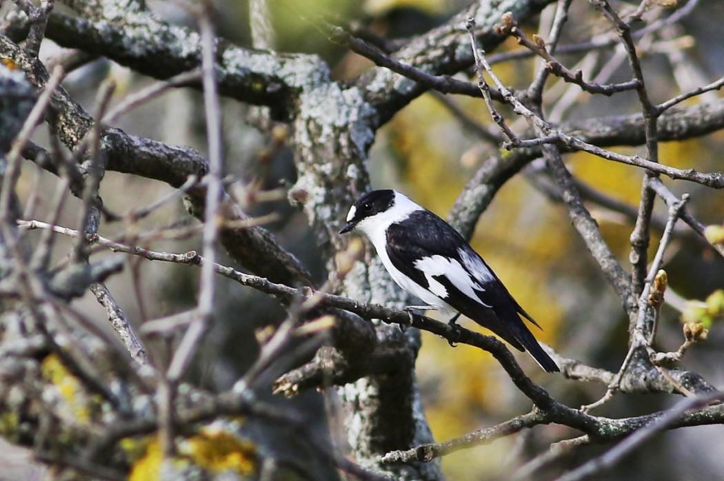 Collared Flycatcher