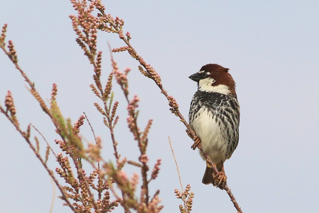 Spanish Sparrow