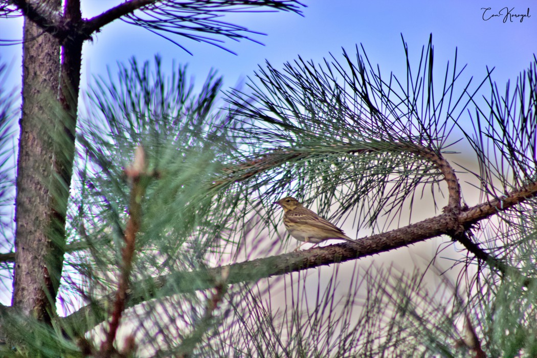 Tree Pipit