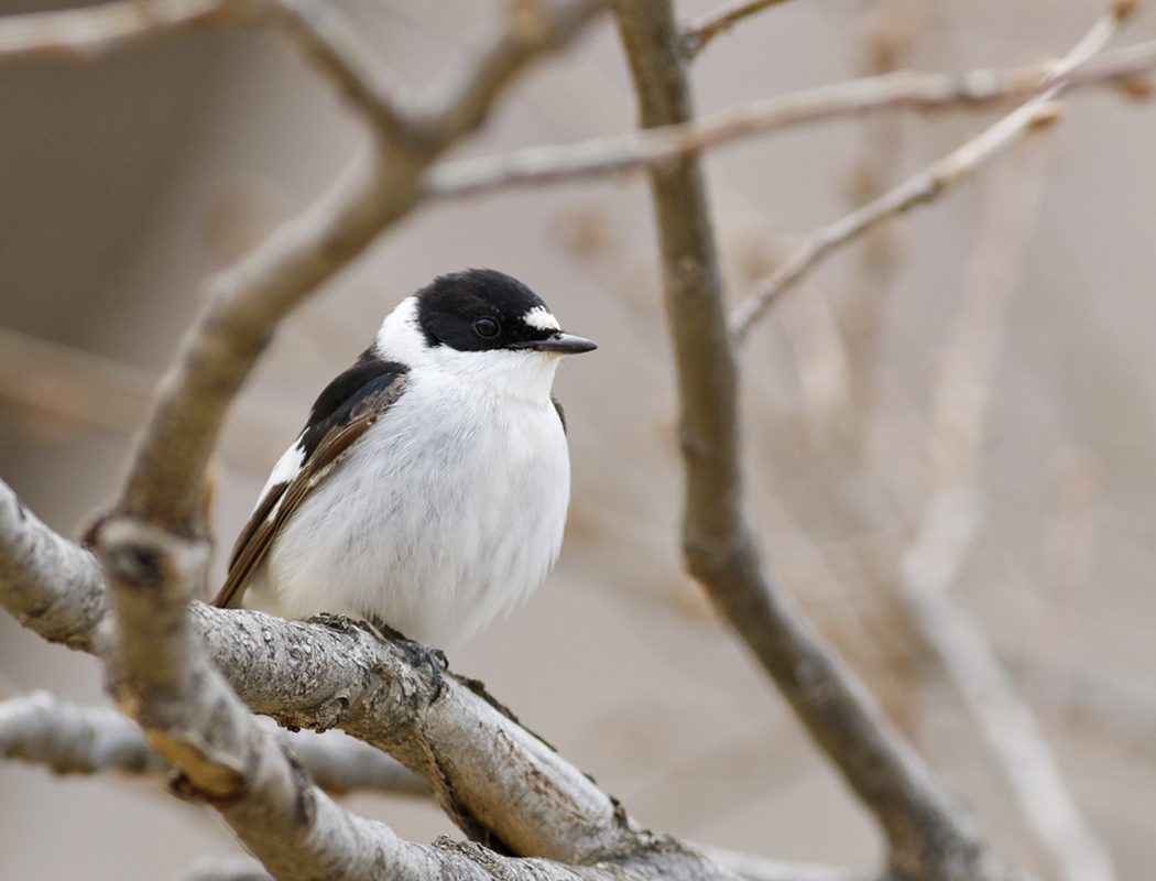 Collared Flycatcher