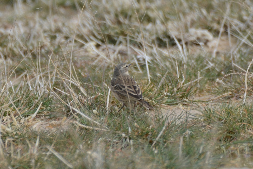 Water Pipit