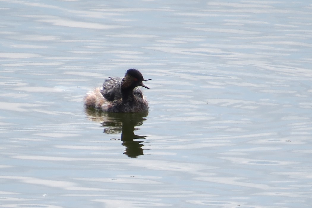 Black-necked Grebe