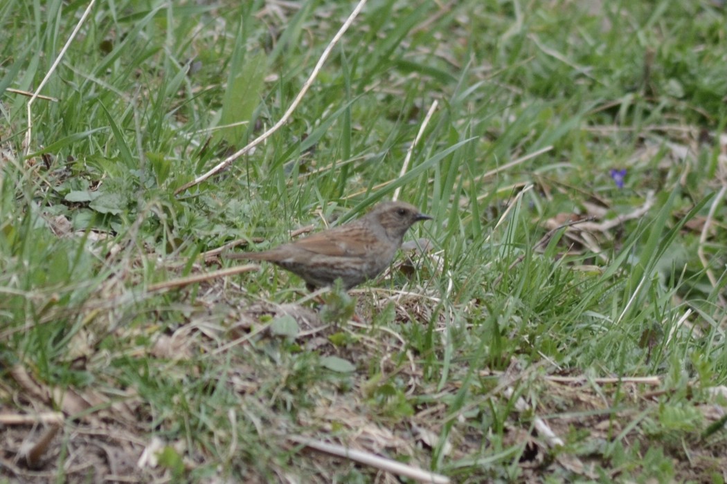 Dunnock
