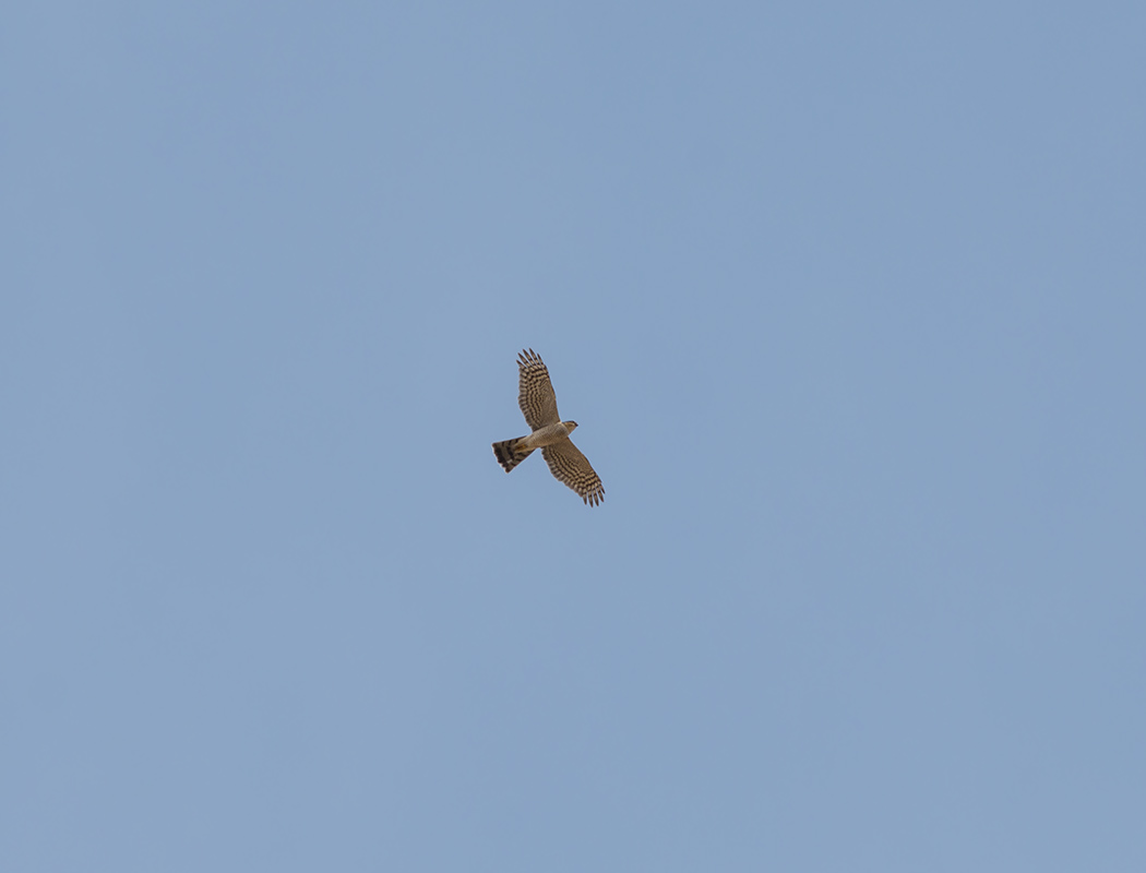 Eurasian Sparrowhawk