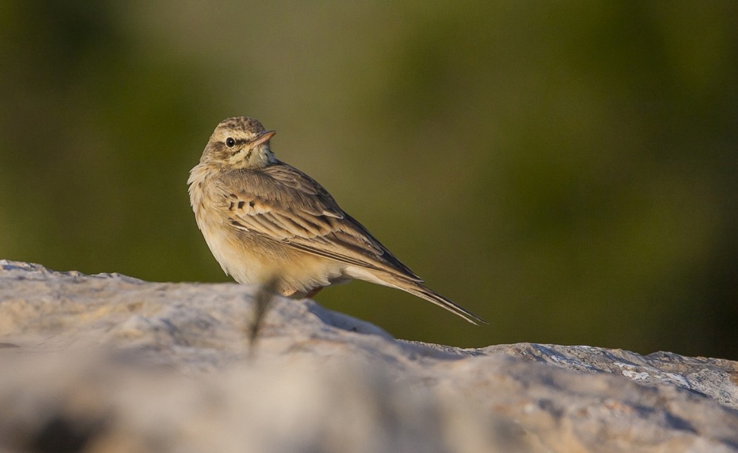 Tawny Pipit