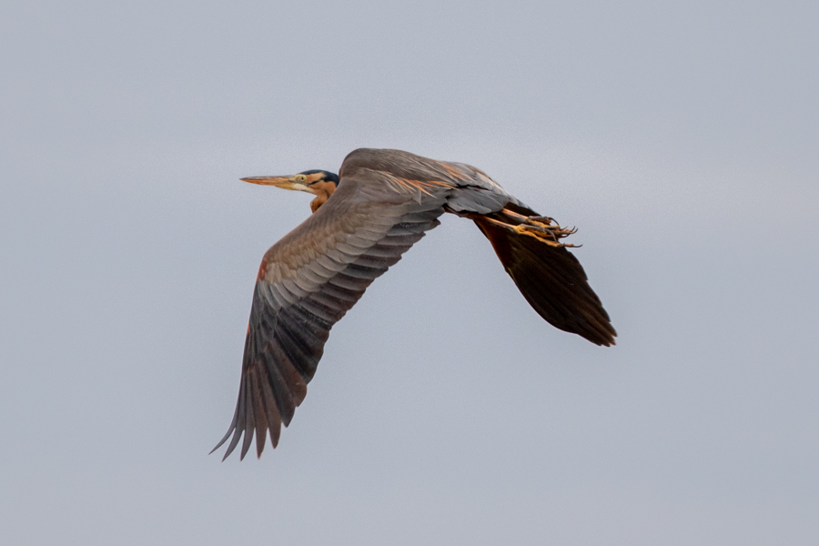 Purple Heron