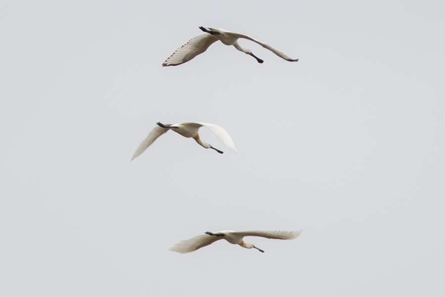 Eurasian Spoonbill