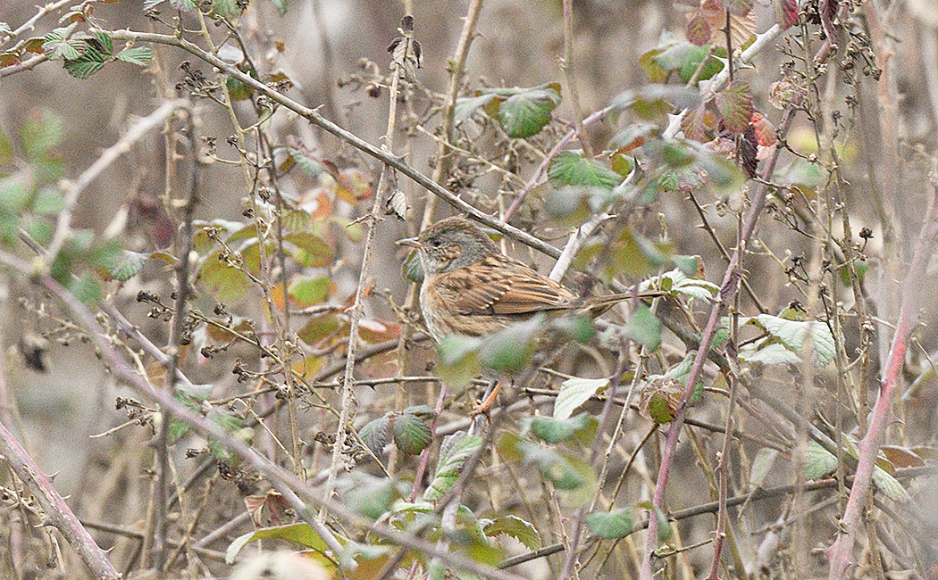 Dunnock