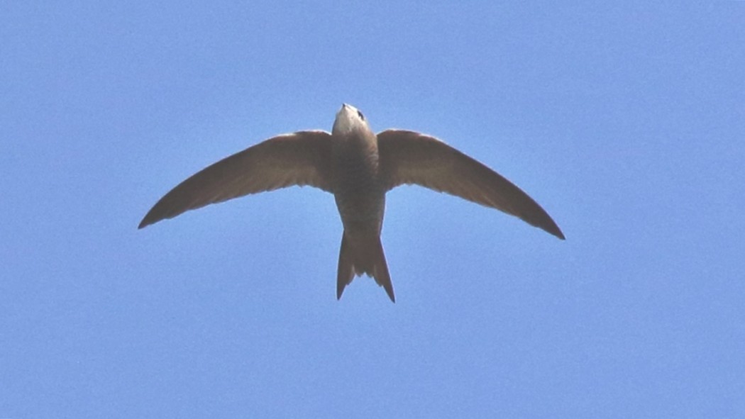 Pallid Swift