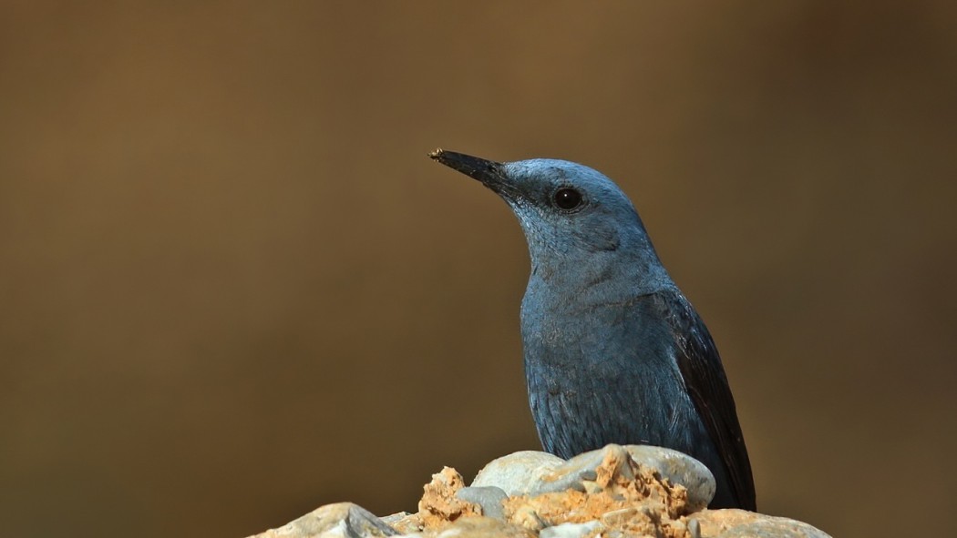 Blue Rock Thrush