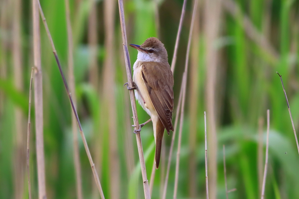 Great Reed Warbler