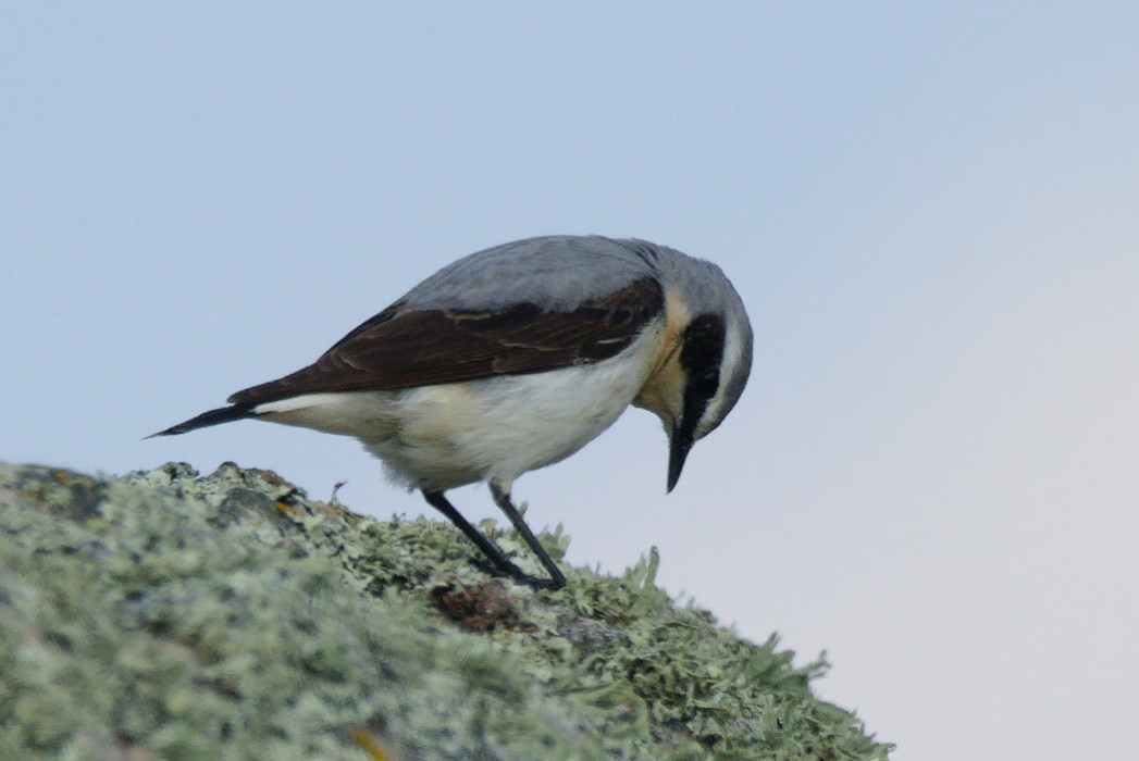 Northern Wheatear