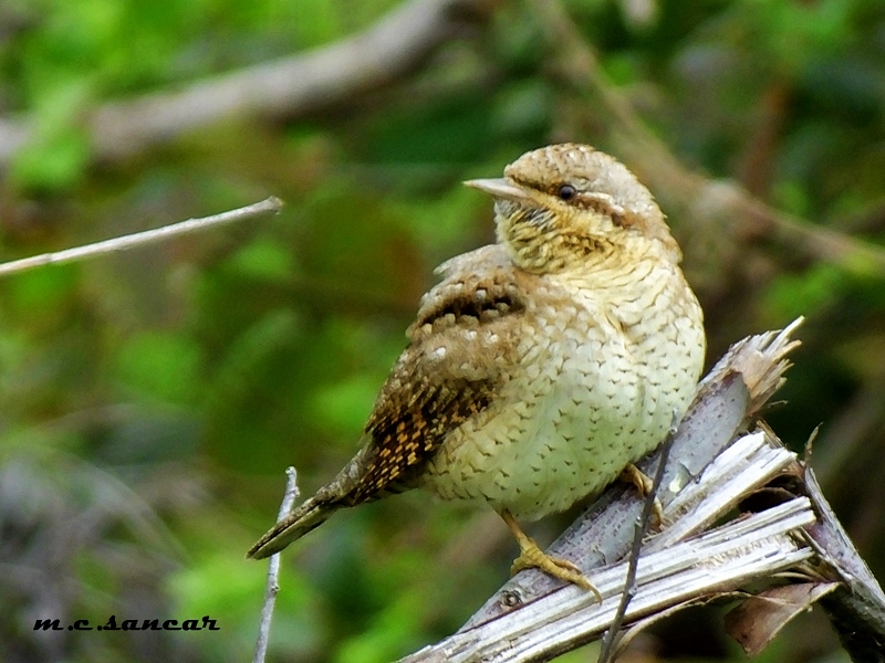 Eurasian Wryneck