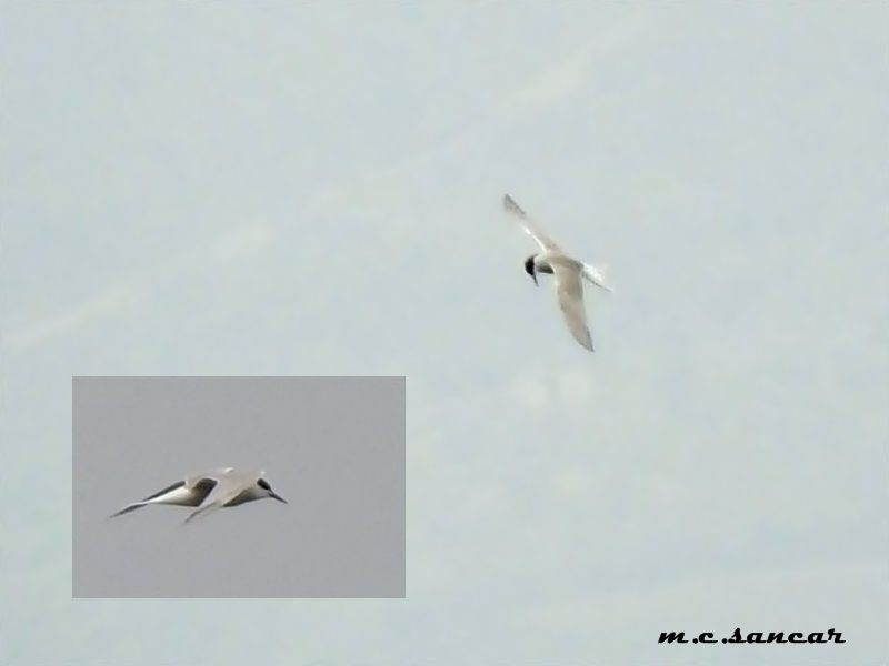 Common Tern