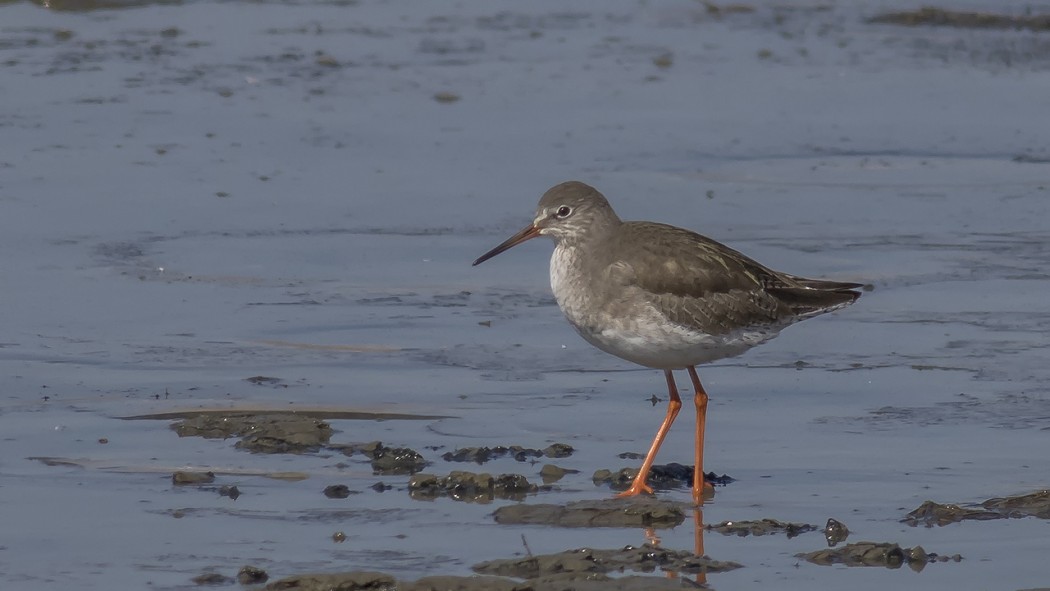 Common Redshank