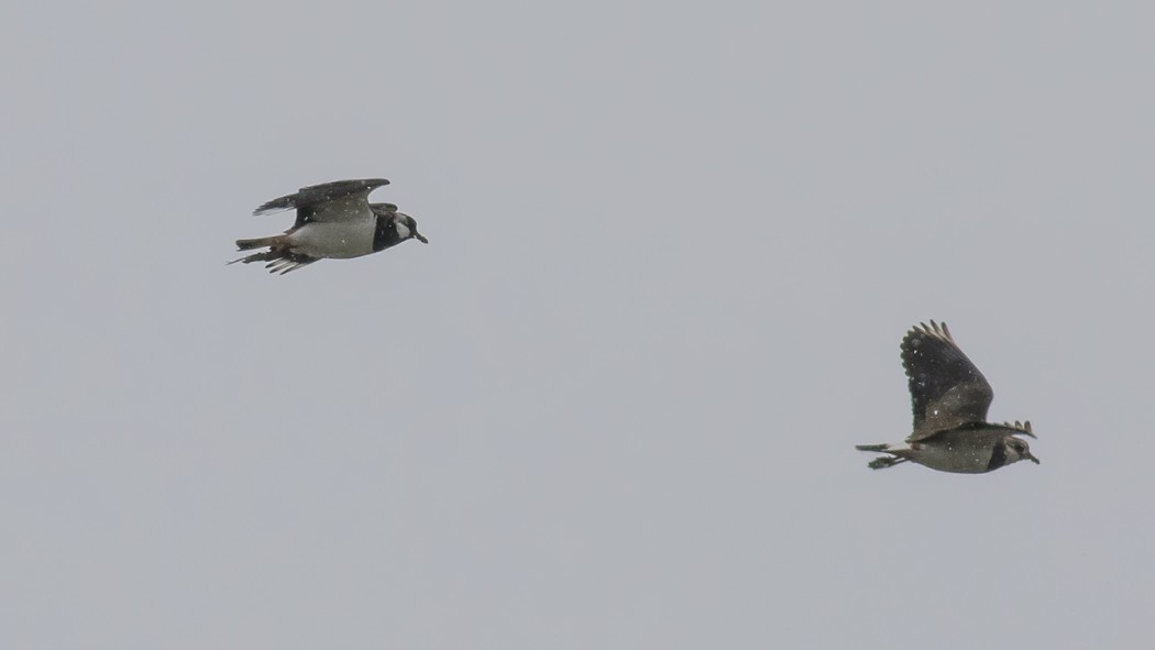 Northern Lapwing
