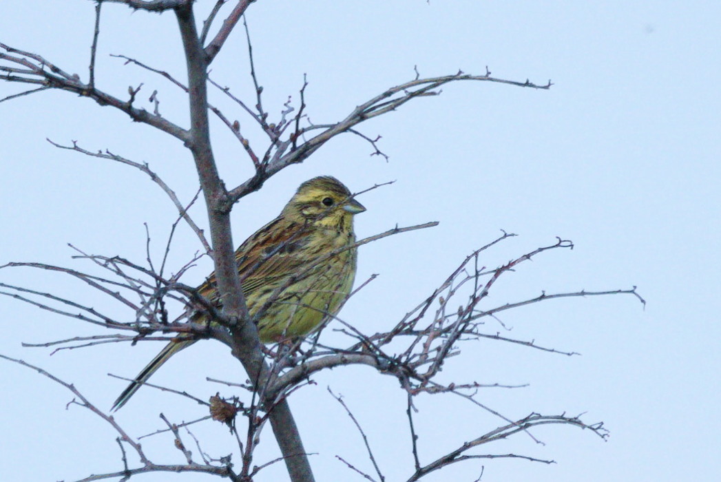 Cirl Bunting