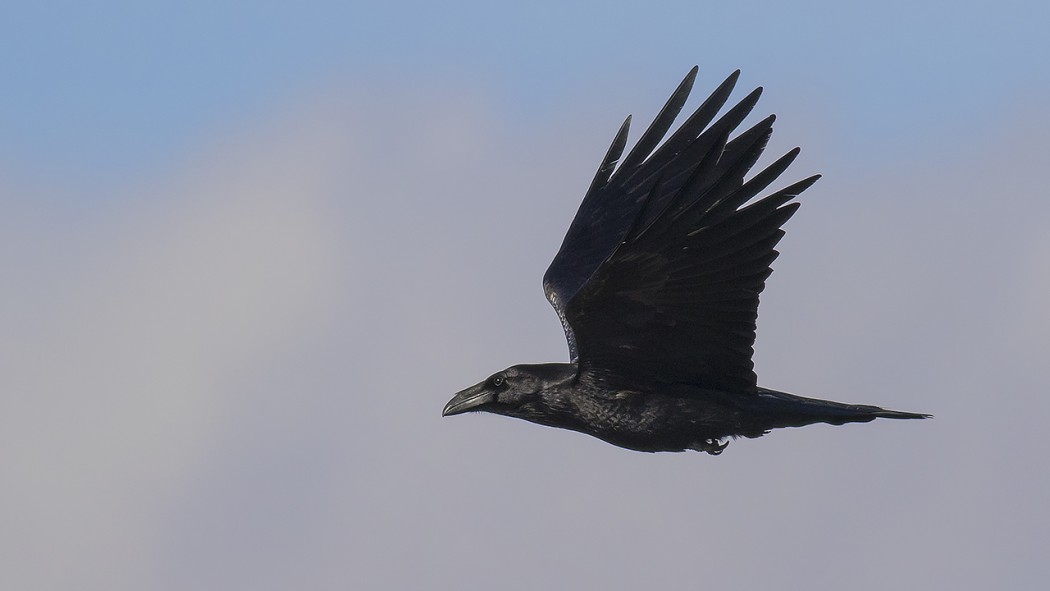 Northern Raven