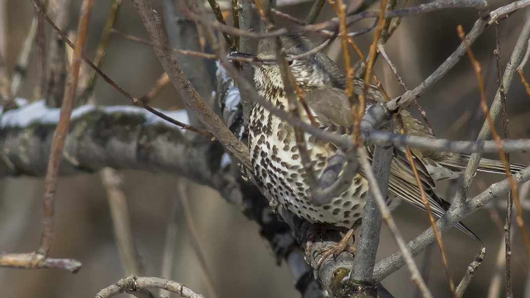 Mistle Thrush