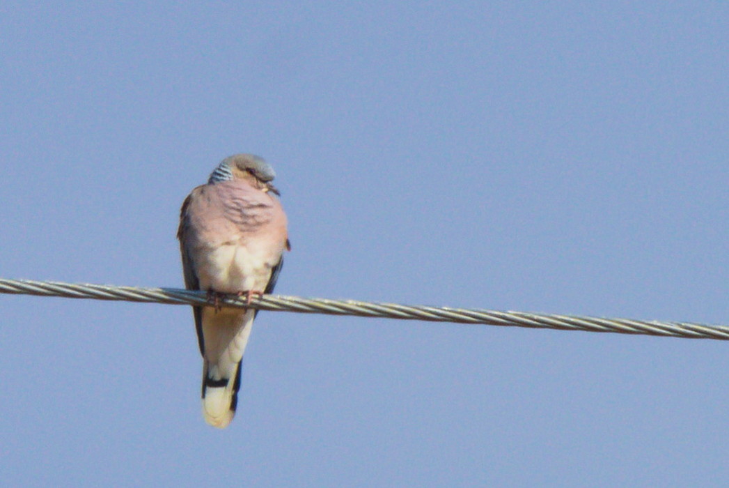 European Turtle Dove