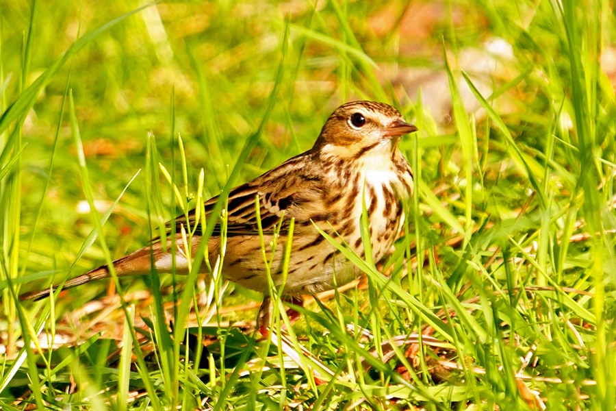 Tree Pipit