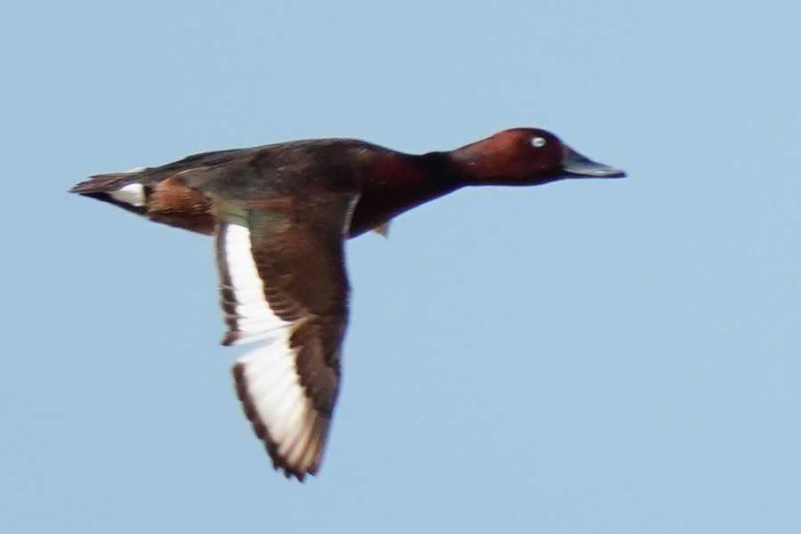 Ferruginous Duck