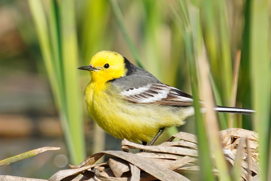 Citrine Wagtail