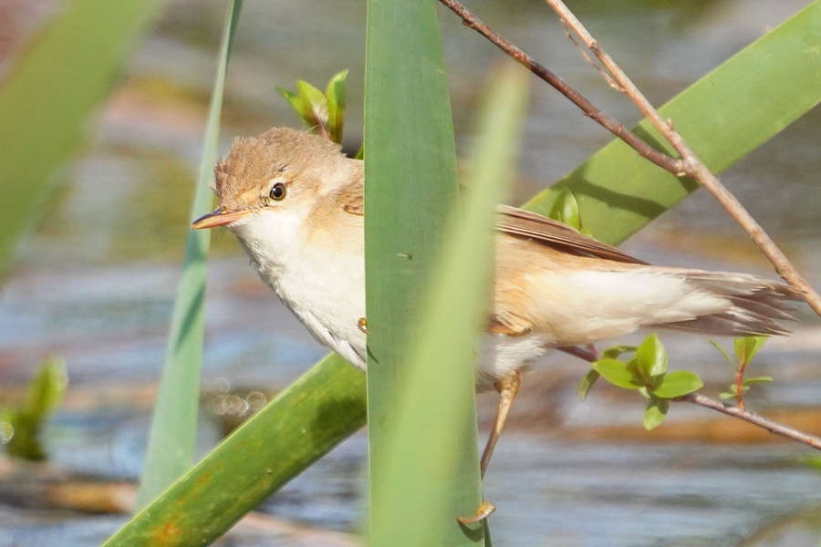 Common Reed Warbler