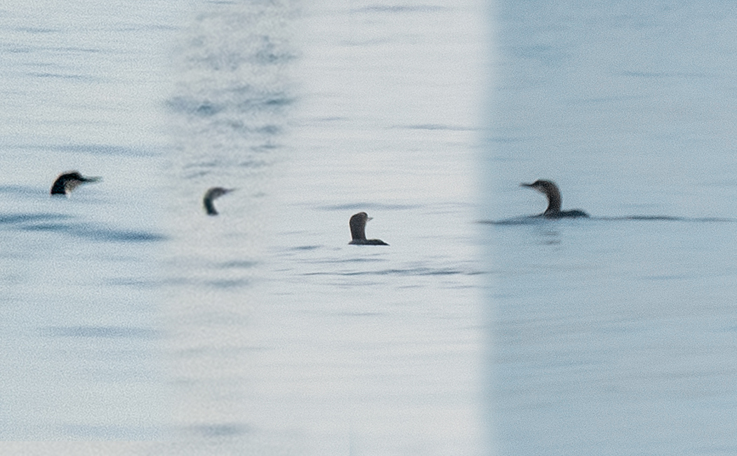 Black-throated Loon