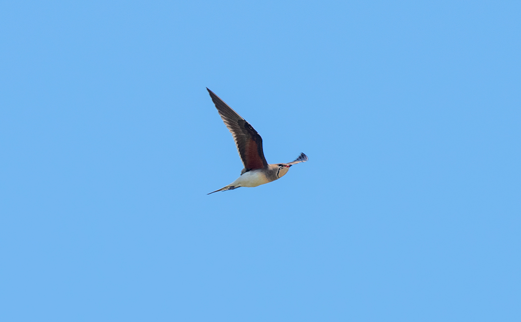 Collared Pratincole