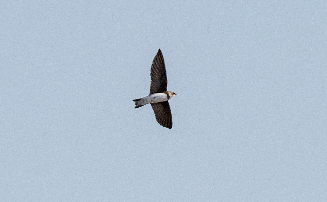 Sand Martin