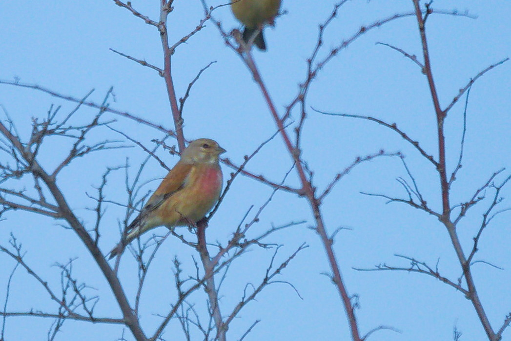 Common Linnet