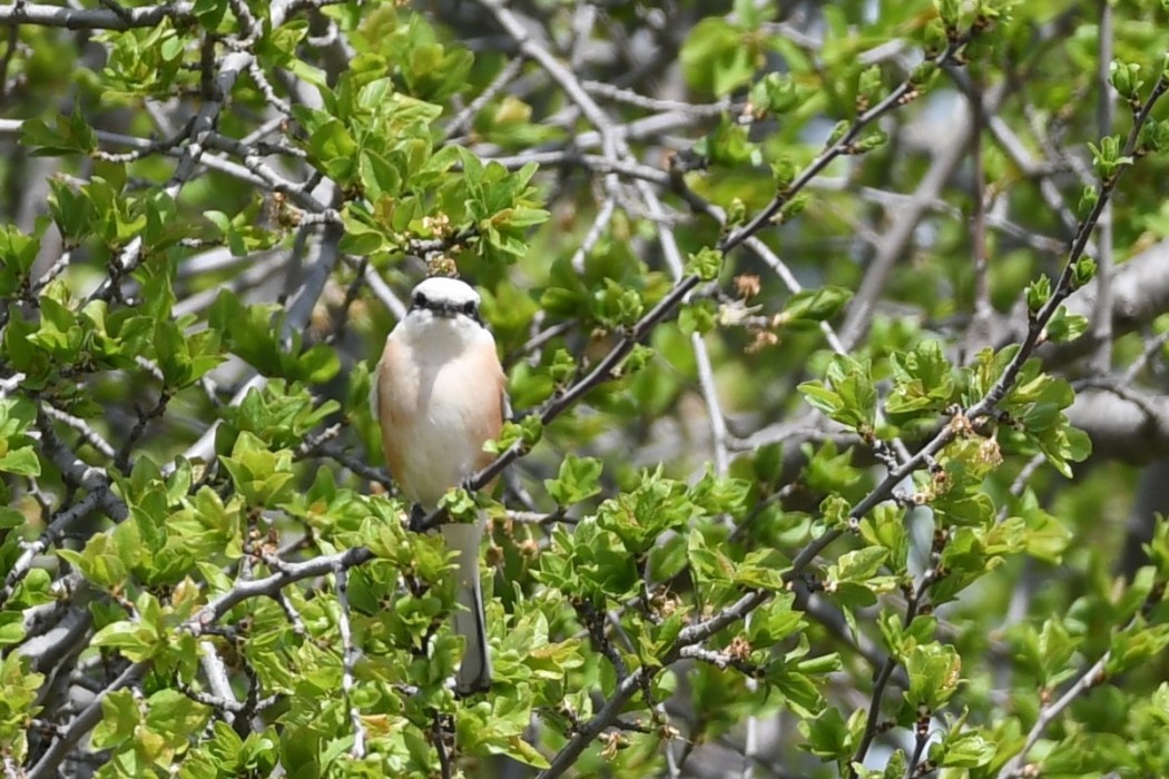 Masked Shrike