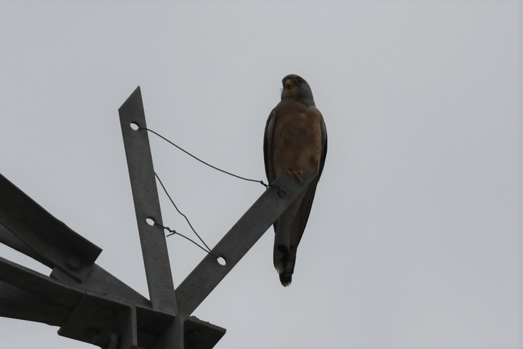 Lesser Kestrel