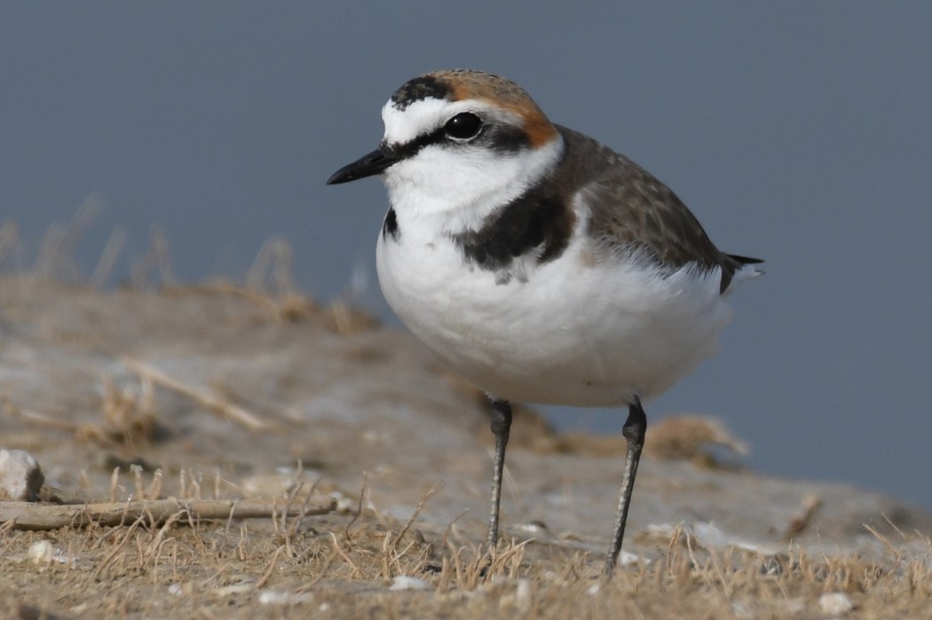 Kentish Plover