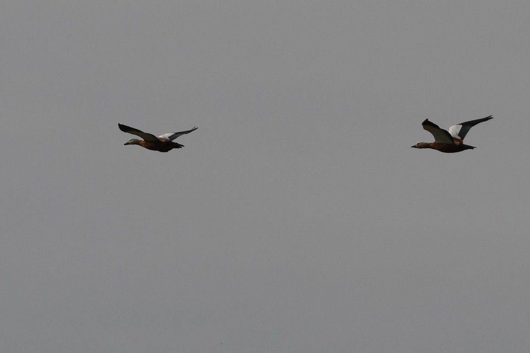 Ruddy Shelduck