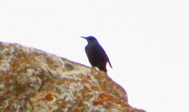 Blue Rock Thrush