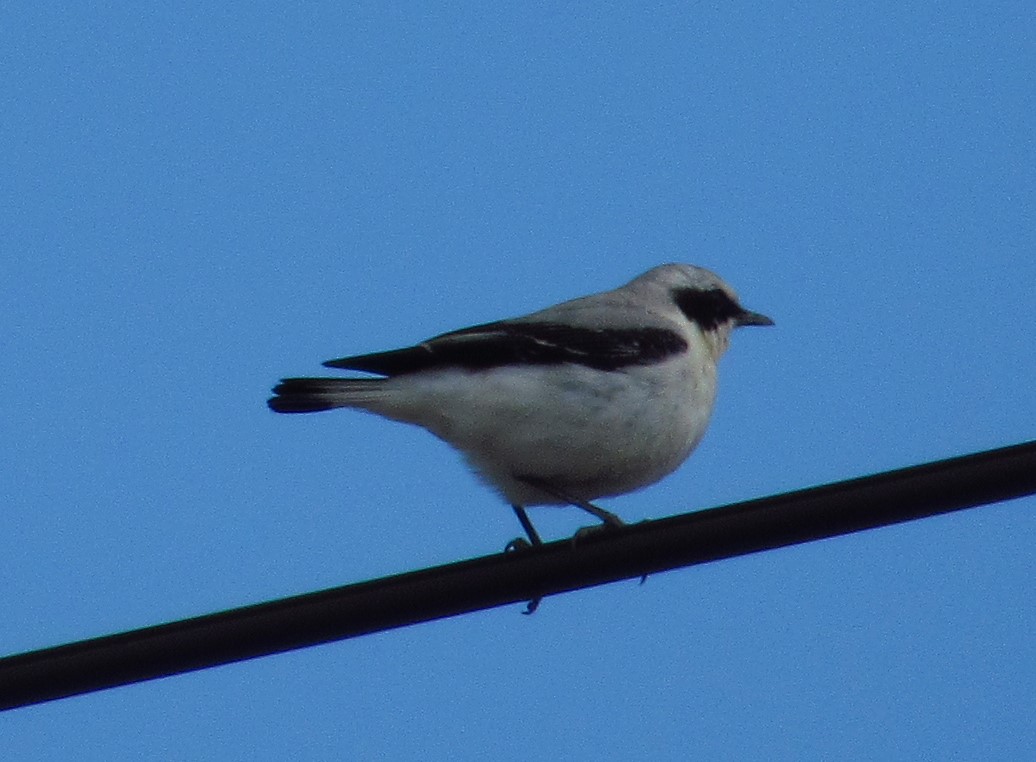 Northern Wheatear