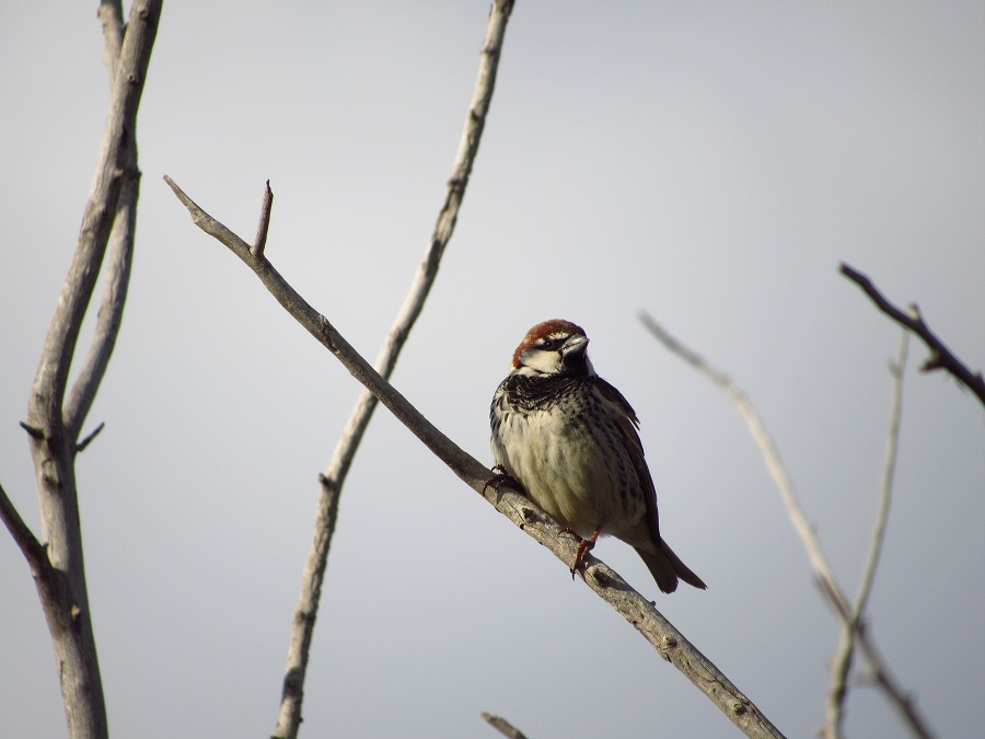 Spanish Sparrow