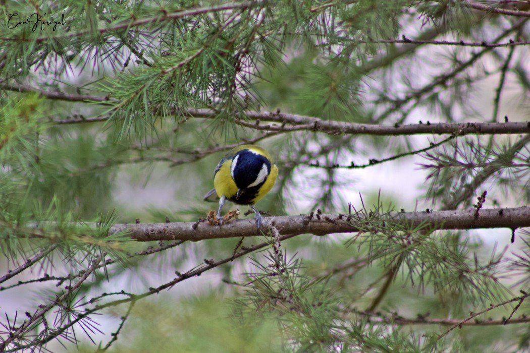 Great Tit