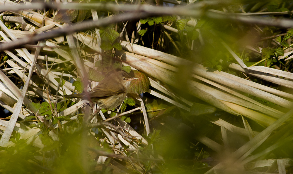 Common Reed Warbler