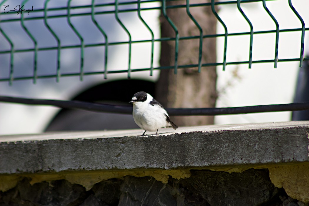 Collared Flycatcher