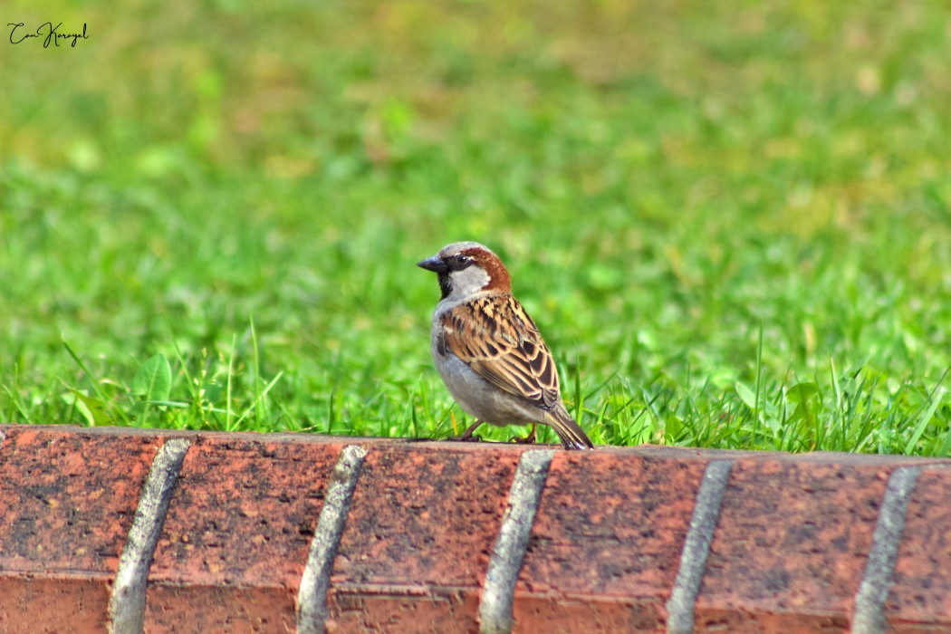 House Sparrow