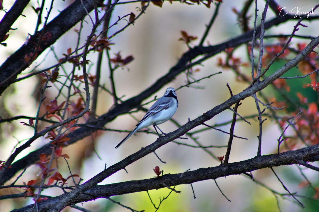 White Wagtail