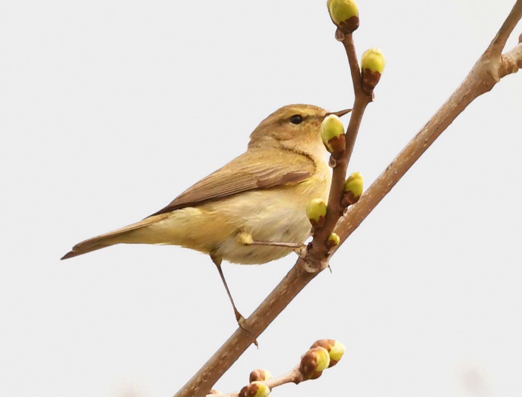 Wood Warbler