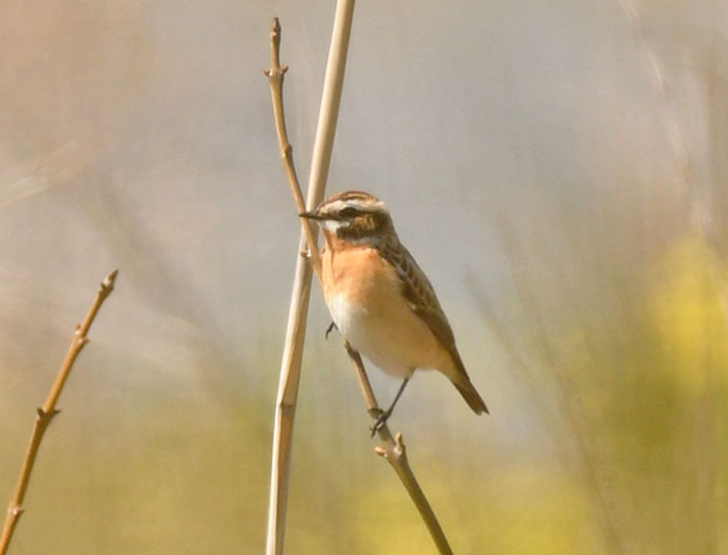 Whinchat