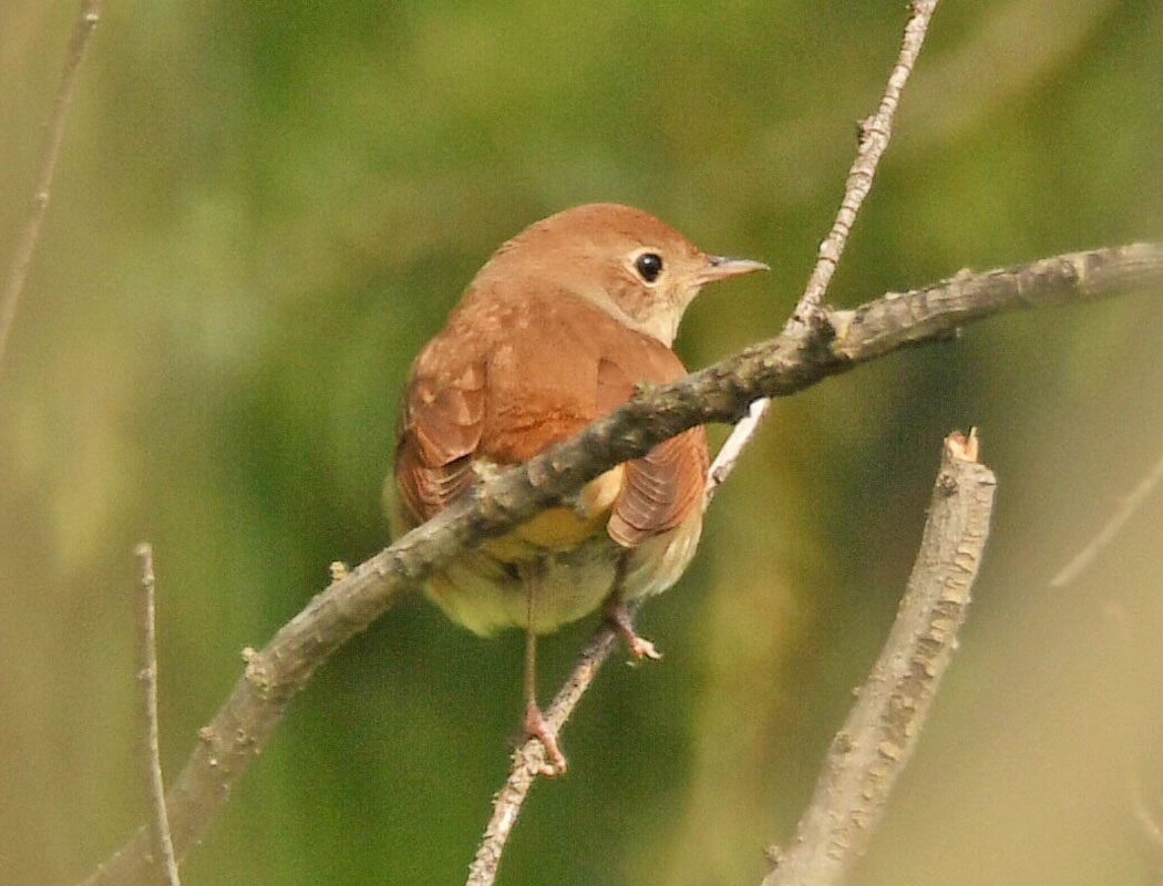 Common Reed Warbler