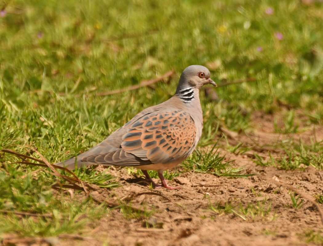 European Turtle Dove