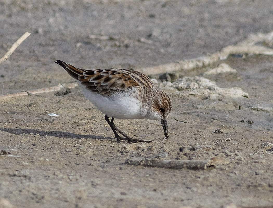 Little Stint